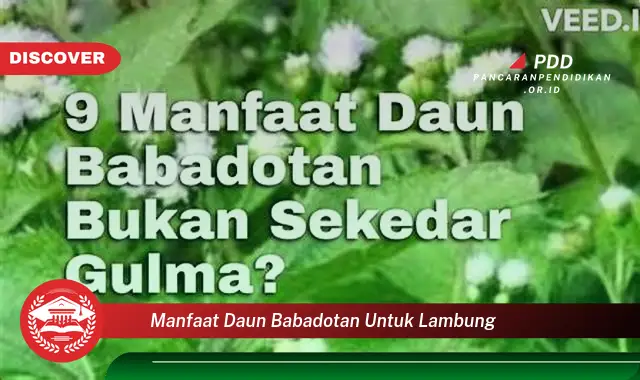 manfaat daun babadotan untuk lambung