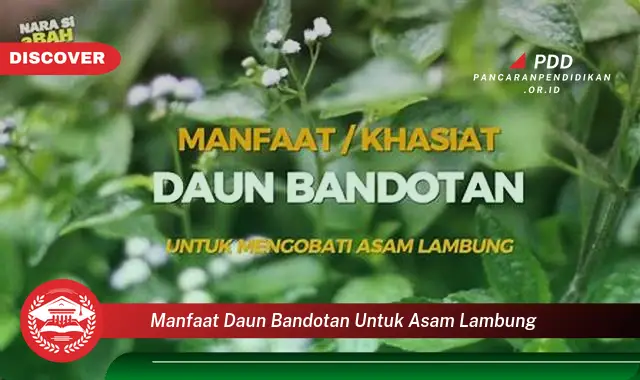 manfaat daun bandotan untuk asam lambung