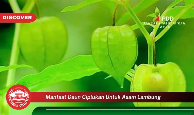 manfaat daun ciplukan untuk asam lambung