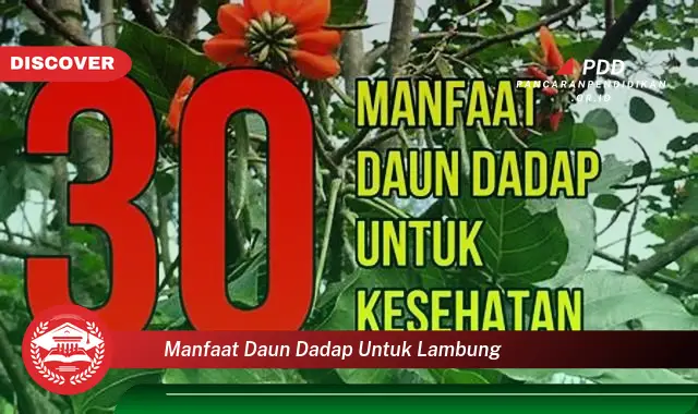 manfaat daun dadap untuk lambung