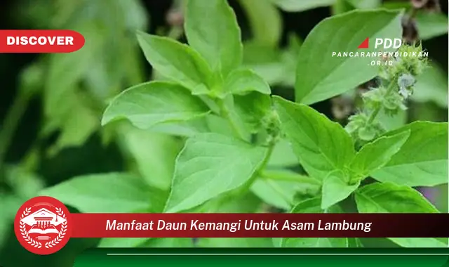 Temukan 10 Manfaat Daun Kemangi untuk Lambung yang Bikin Kamu Penasaran!