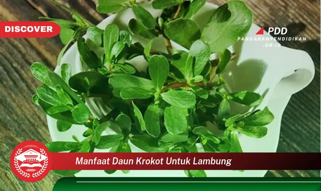 manfaat daun krokot untuk lambung