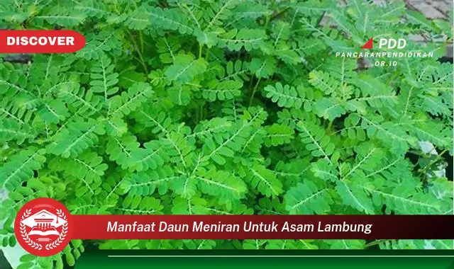 manfaat daun meniran untuk asam lambung