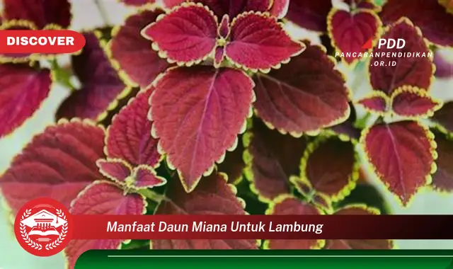 manfaat daun miana untuk lambung