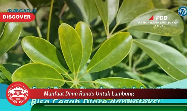 manfaat daun randu untuk lambung