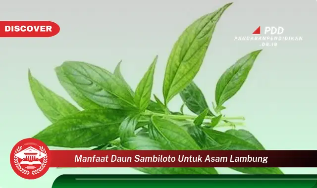 manfaat daun sambiloto untuk asam lambung