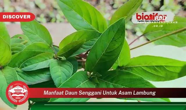 manfaat daun senggani untuk asam lambung