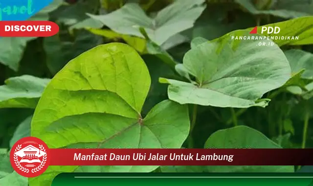 manfaat daun ubi jalar untuk lambung