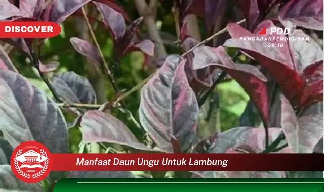 Intip 10 Manfaat Daun Ungu untuk Lambung yang Bikin Kamu Penasaran