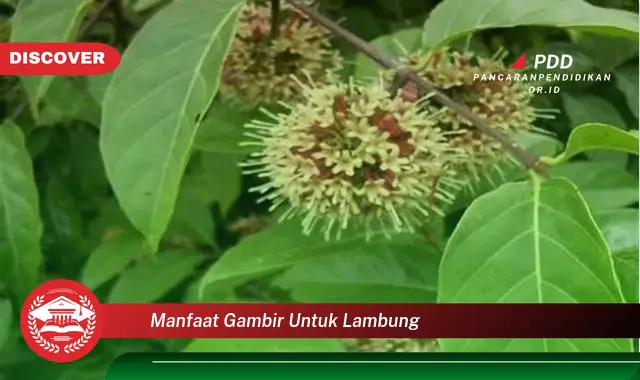 manfaat gambir untuk lambung