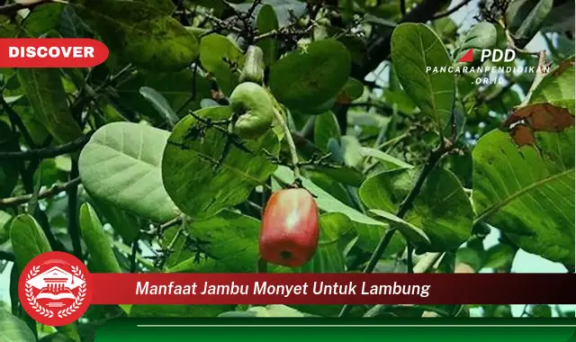 manfaat jambu monyet untuk lambung