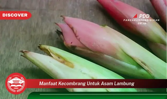 manfaat kecombrang untuk asam lambung