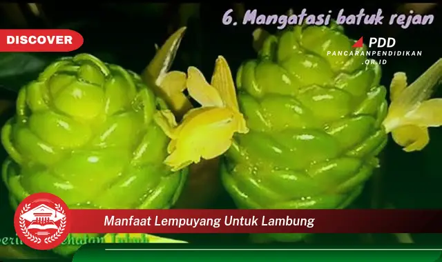 manfaat lempuyang untuk lambung