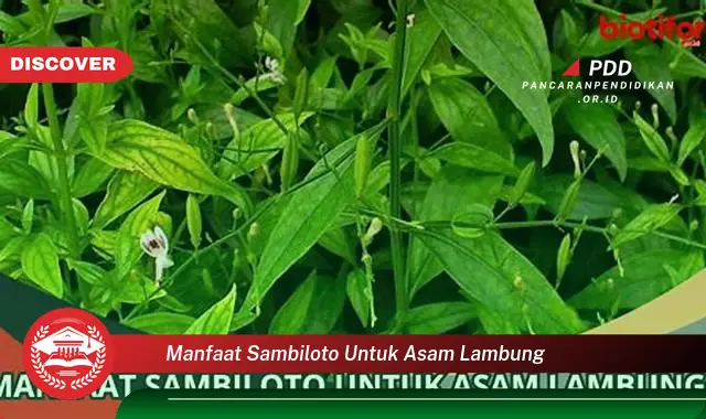 manfaat sambiloto untuk asam lambung