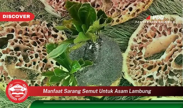 manfaat sarang semut untuk asam lambung