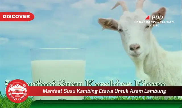 manfaat susu kambing etawa untuk asam lambung