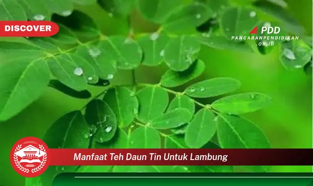 manfaat teh daun tin untuk lambung