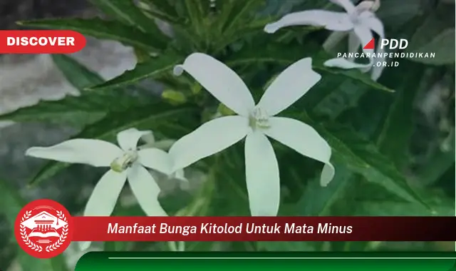 manfaat bunga kitolod untuk mata minus