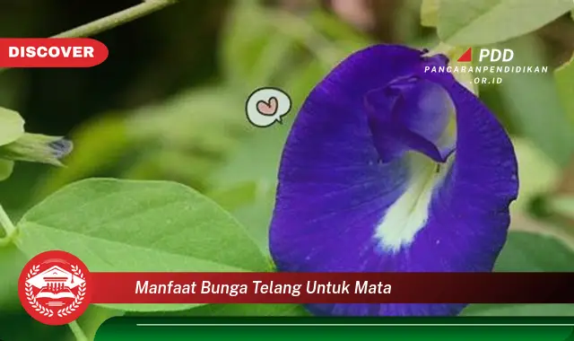 manfaat bunga telang untuk mata