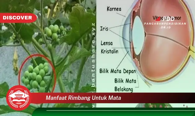 Banyak yang Belum Tahu, Ini Dia 30 Manfaat Rimbang untuk Mata yang Jarang Diketahui