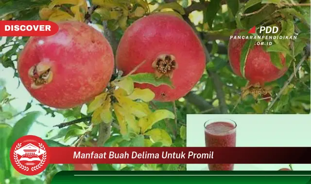 manfaat buah delima untuk promil