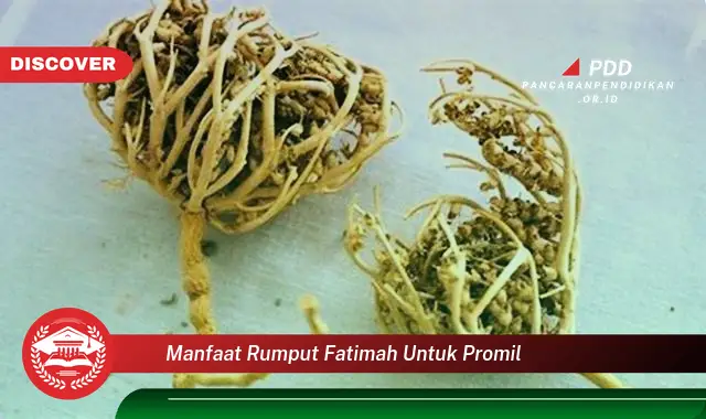 manfaat rumput fatimah untuk promil