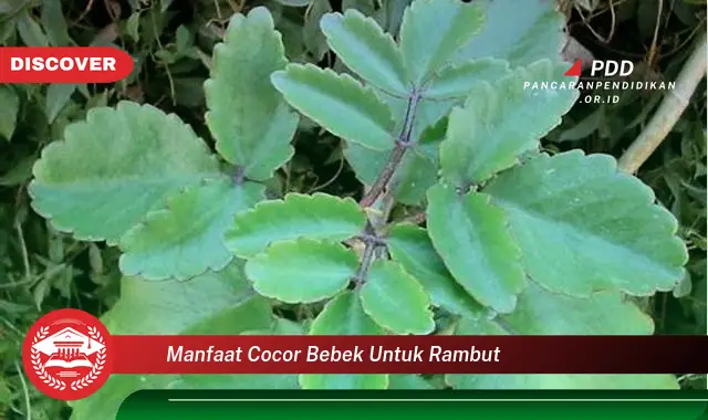 manfaat cocor bebek untuk rambut