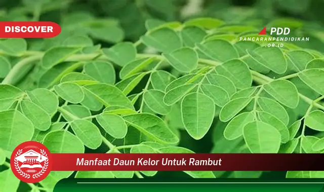 manfaat daun kelor untuk rambut