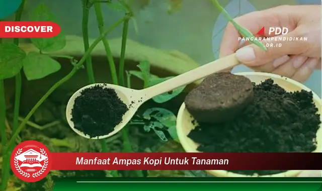 manfaat ampas kopi untuk tanaman
