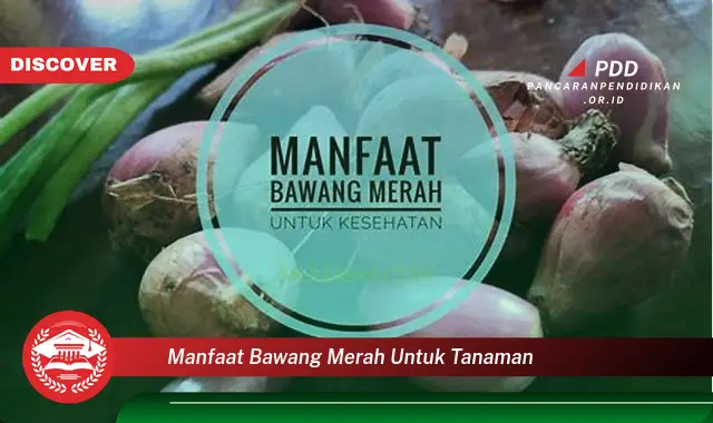 manfaat bawang merah untuk tanaman