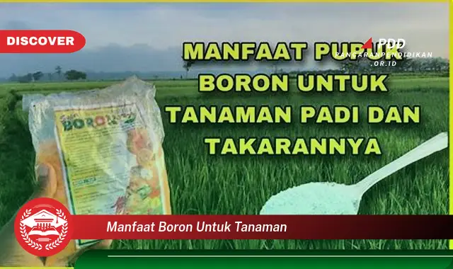 manfaat boron untuk tanaman