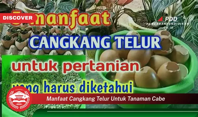 manfaat cangkang telur untuk tanaman cabe