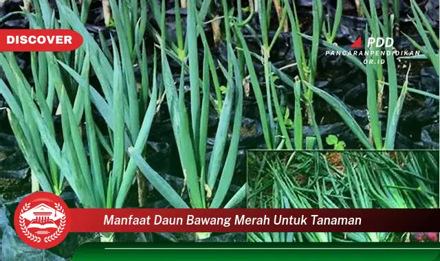 Kamu Wajib Tahu, Ini dia 30 Manfaat Daun Bawang Merah untuk Tanaman yang Wajib Diketahui