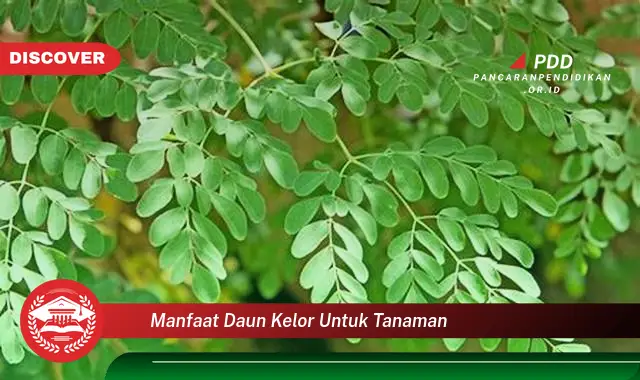 manfaat daun kelor untuk tanaman