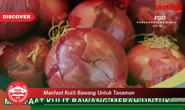 manfaat kulit bawang untuk tanaman
