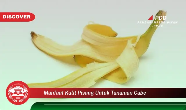 manfaat kulit pisang untuk tanaman cabe