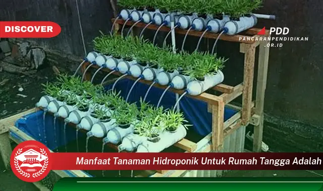 Jarang Diketahui, Inilah 30 Manfaat Tanaman Hidroponik untuk Rumah Anda