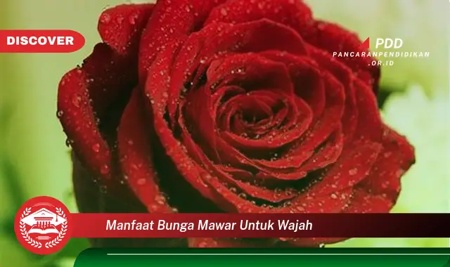 manfaat bunga mawar untuk wajah