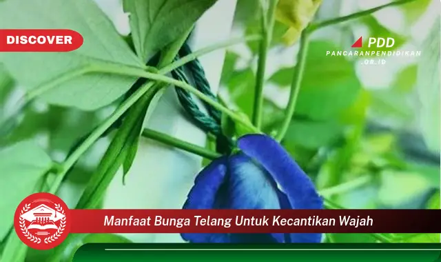 manfaat bunga telang untuk kecantikan wajah