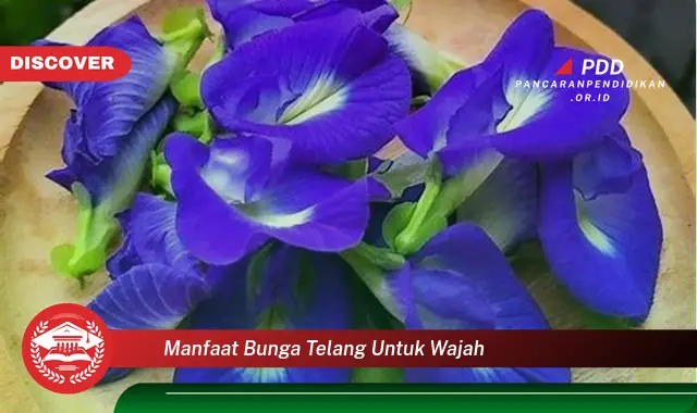 manfaat bunga telang untuk wajah