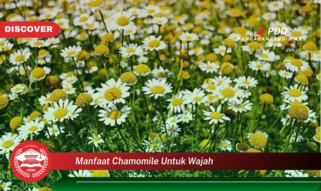 manfaat chamomile untuk wajah