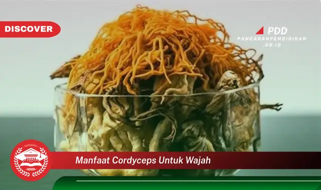 manfaat cordyceps untuk wajah