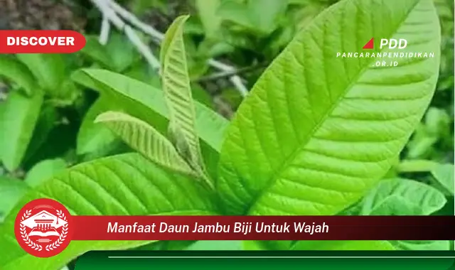 manfaat daun jambu biji untuk wajah