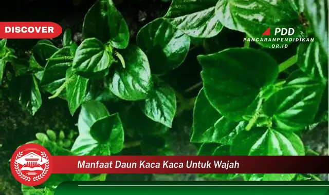 manfaat daun kaca kaca untuk wajah