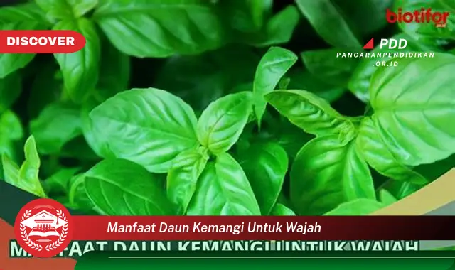 manfaat daun kemangi untuk wajah