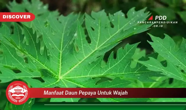 manfaat daun pepaya untuk wajah